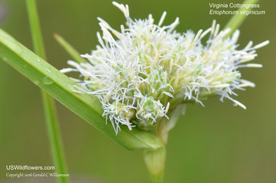 Virginia Cottongrass, Tawny Cottongrass, Rusty Cotton Grass - Eriophorum virginicum
