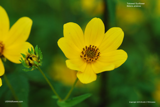 Bearded Beggarticks, Tickseed Sunflower, Bur Marigold - Bidens aristosa