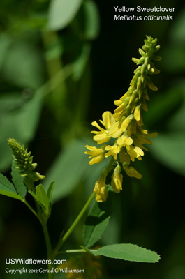 Yellow Sweetclover, Yellow Melilot, Common Melilot, Field Melilot, Cornilla Real, White Sweetclover - Melilotus officinalis