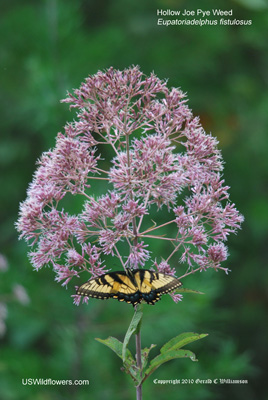 Hollow Joe Pye Weed - Eupatoriadelphus fistulosus Hollow Joe Pye Weed - Eupatoriadelphus fistulosus