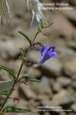 Narrowleaf Skullcap, Small-flowered Skullcap - Scutellaria angustifolia Narrowleaf Skullcap, Small-flowered Skullcap - Scutellaria angustifolia