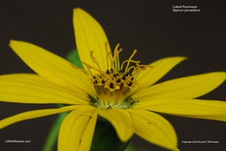 Cutleaf Rosinweed - Silphium pinnatifidum Cutleaf Rosinweed