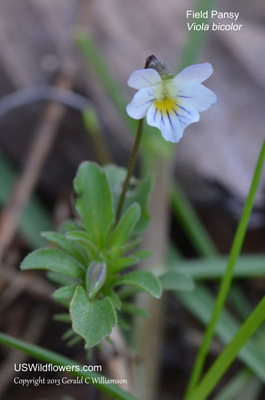 Field Pansy, Wild Pansy, Johnny Jump-up - Viola bicolor