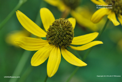 Green-headed Coneflower, Cutleaf Coneflower - Rudbeckia laciniata Green-headed Coneflower, Cutleaf Coneflower - Rudbeckia laciniata