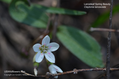 Lanceleaf Spring Beauty, Western Spring Beauty - Claytonia lanceolata Lanceleaf Spring Beauty, Western Spring Beauty - Claytonia lanceolata