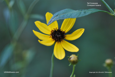 Tall Coreopsis, Tall Tickseed - Coreopsis tripteris
