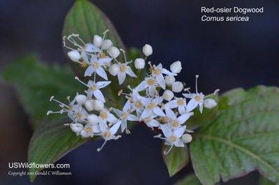 Red-osier Dogwood, Western Dogwood, American Dogwood - Cornus sericea Red-osier Dogwood, Western Dogwood, American Dogwood - Cornus sericea
