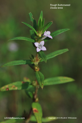 Rough Buttonweed, Poor Joe - Diodia teres