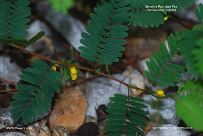 Sensitive Partridge Pea - Chamaecrista nictitans Sensitive Partridge Pea - Chamaecrista nictitanss
