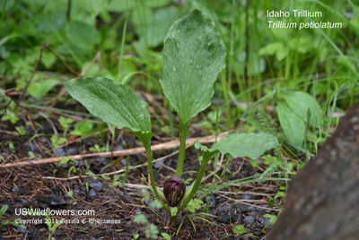Idaho Trillium, Long-petioled Trillium, Purple Trillium, Round Leaf Trillium, Purple Wakerobin - Trillium petiolatum