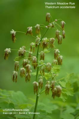 Western Meadow-rue, Western Meadowrue, Meadow Rue - Thalictrum occidentale