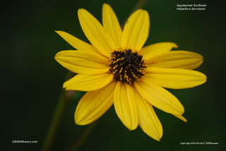 Purpledisk sunflower, Appalachian sunflower - Helianthus atrorubens