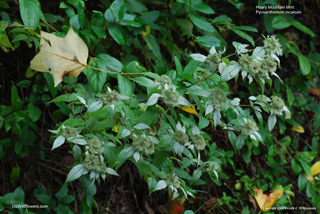 Pycnanthemum incanum