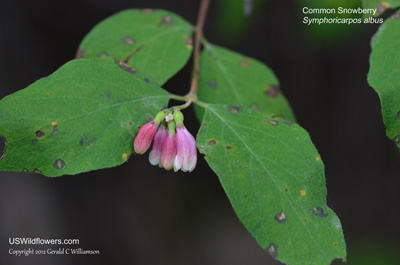 Common Snowberry, Upright Snowberry - Symphoricarpos albus