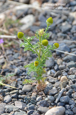 Pineapple Weed, Wild Chamomile, Rayless Chamomile, Disc Mayweed - Matricaria discoidea