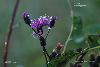 Tall Ironweed, Giant Ironweed, Ironweed - Vernonia gigantea