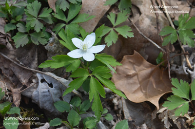 Wood Anemone, Nightcaps, Twoleaf Anemone - Anemone quinquefolia Wood Anemone, Nightcaps, Twoleaf Anemone - Anemone quinquefolia