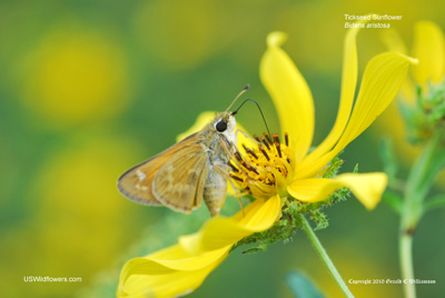 Butterfly on Bidens