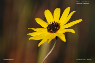 Swamp Sunflower, Narrow-leaf Sunflower - Helianthus angustifolius