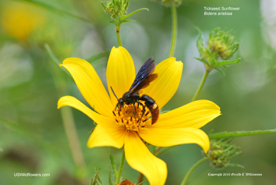 Blue-winged Wasp - Scolia dubia; Tickseed Sunflower