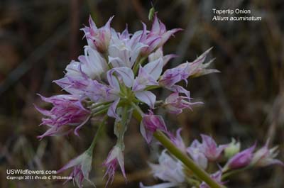 Tapertip Onion, Hooker’s Onion - Allium acuminatum Tapertip Onion, Hooker’s Onion - Allium acuminatum