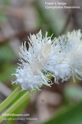 Fraser's Sedge, Fraser's Cymophyllus - Cymophyllus fraserianus