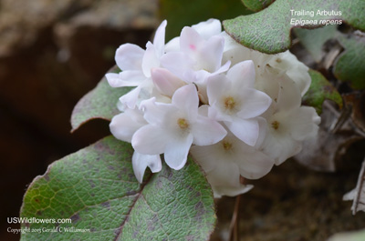 Trailing Arbutus, Ground Laurel, Mayflower, Plymouth Mayflower - Epigaea repens