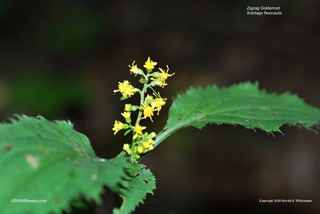 Zigzag Goldenrod, Broadleaf Goldenrod - Solidago flexicaulis