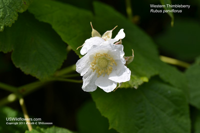 Thimbleberry, Western Thimbleberry, Salmonberry, Mountain Sorrel, White Flowering Raspberry, Western Thimble Raspberry - Rubus parviflorus Thimbleberry, Western Thimbleberry, Salmonberry, Mountain Sorrel, White Flowering Raspberry, Western Thimble Raspberry - Rubus parviflorus