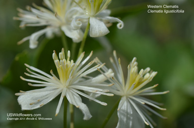 Western Clematis, Western White Clematis, Western Virgin's Bower, Creek Clematis, Old Man's Beard, Pepper Vine - Clematis ligusticifolia Western Clematis, Western White Clematis, Western Virgin's Bower, Creek Clematis, Old Man's Beard, Pepper Vine - Clematis ligusticifolia