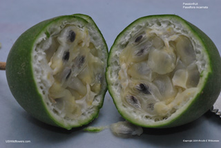 Passionfruit - Passiflora incarnata