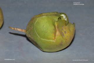 Over-ripe passionfruit