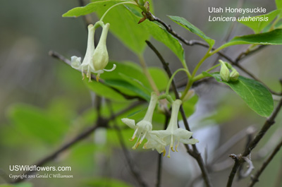 Utah Honeysuckle, Red Twinberry, and Fly Honeysuckle - Lonicera utahensis