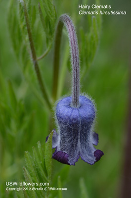 Vase-flower, Sugarbowl, Leather-flower, Hairy Clematis - Clematis hirsutissima Vase-flower, Sugarbowl, Leather-flower, Hairy Clematis - Clematis hirsutissima
