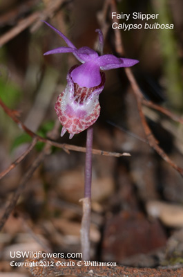 Calypso Orchid, Fairy Slipper, Venus Slipper, Angel Slipper - Calypso bulbosa
