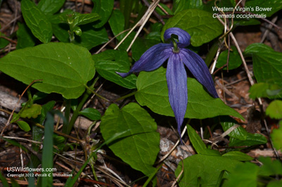 Western Virgin’s Bower, Western Blue Virginsbower, Mountain Clematis, Purple Clematis, Purple Virgin's-bower - Clematis occidentalis Western Virgin’s Bower, Western Blue Virginsbower, Mountain Clematis, Purple Clematis, Purple Virgin's-bower - Clematis occidentalis