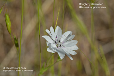 http://uswildflowers.com/images/full/dsc_9095.jpg http://uswildflowers.com/images/full/dsc_9095.jpg