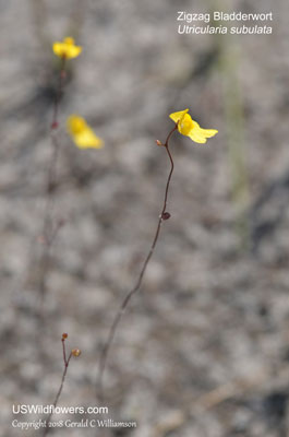 Zigzag Bladderwort, Slender Bladderwort - Utricularia subulata 