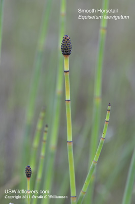 Smooth Horsetail, Smooth Scouring Rush - Equisetum laevigatum Smooth Horsetail, Smooth Scouring Rush - Equisetum laevigatum