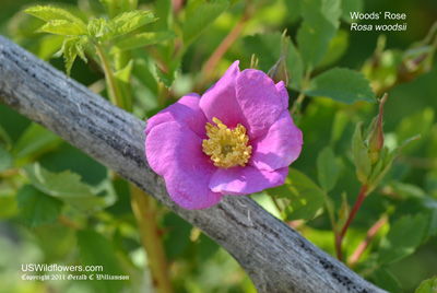 Woods Rose, Common Wild Rose, Mountain Rose - Rosa woodsii Woods Rose, Common Wild Rose, Mountain Rose - Rosa woodsii