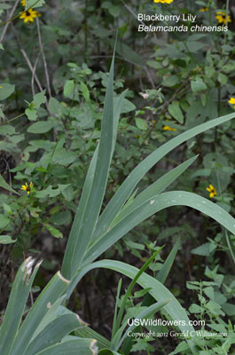Iris domestica