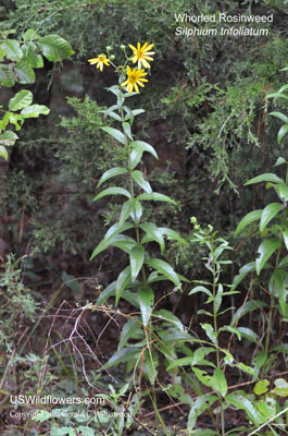 Silphium trifoliatum