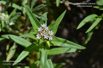 Narrowleaf Collomia, Tiny Trumpet, Narrow-leaf Mountain Trumpet - Collomia linearis