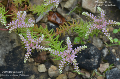 Widow's Cross, Glade Stonecrop, Widowscross, Lime Stonecrop, Pink Stonecrop - Sedum pulchellum