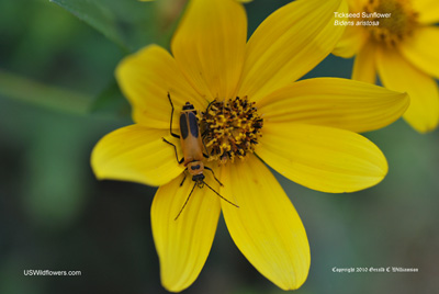 Beetle on Bidens