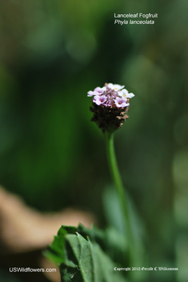 Lanceleaf Fogfruit, Northern Fogfruit - Phyla lanceolata Lanceleaf Fogfruit, Northern Fogfruit - Phyla lanceolata