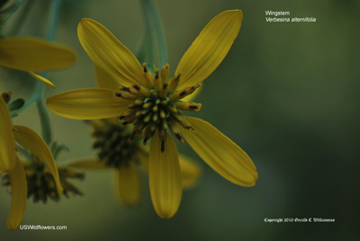 Wingstem, Yellow Ironweed - Verbesina alternifolia