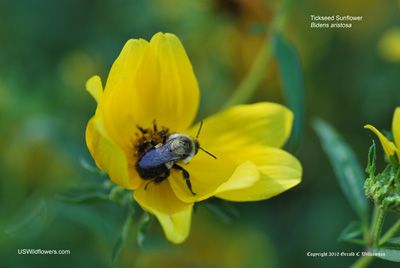 Bee on Bidens