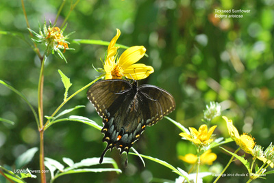 Butterfly on Bidens