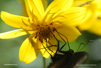 Butterfly on Bidens